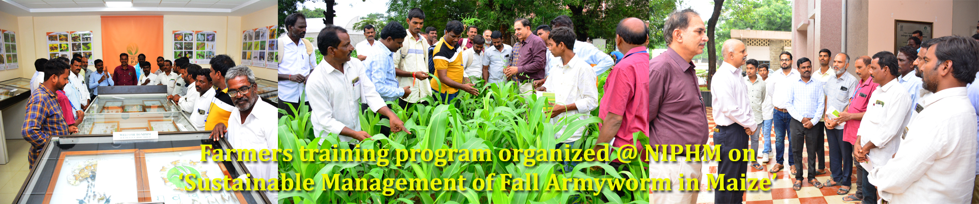 Farmers training program organized @ NIPHM on ‘Sustainable Management of Fall Armyworm in Maize’