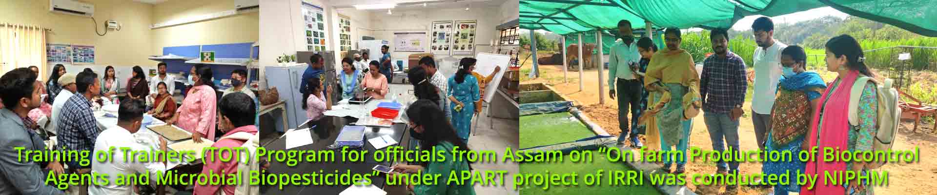 Training of Trainers (TOT) for officials from Assam on “On farm Production of Biocontrol Agents and Microbial Biopesticides” under APART project of IRRI was conducted @ NIPHM